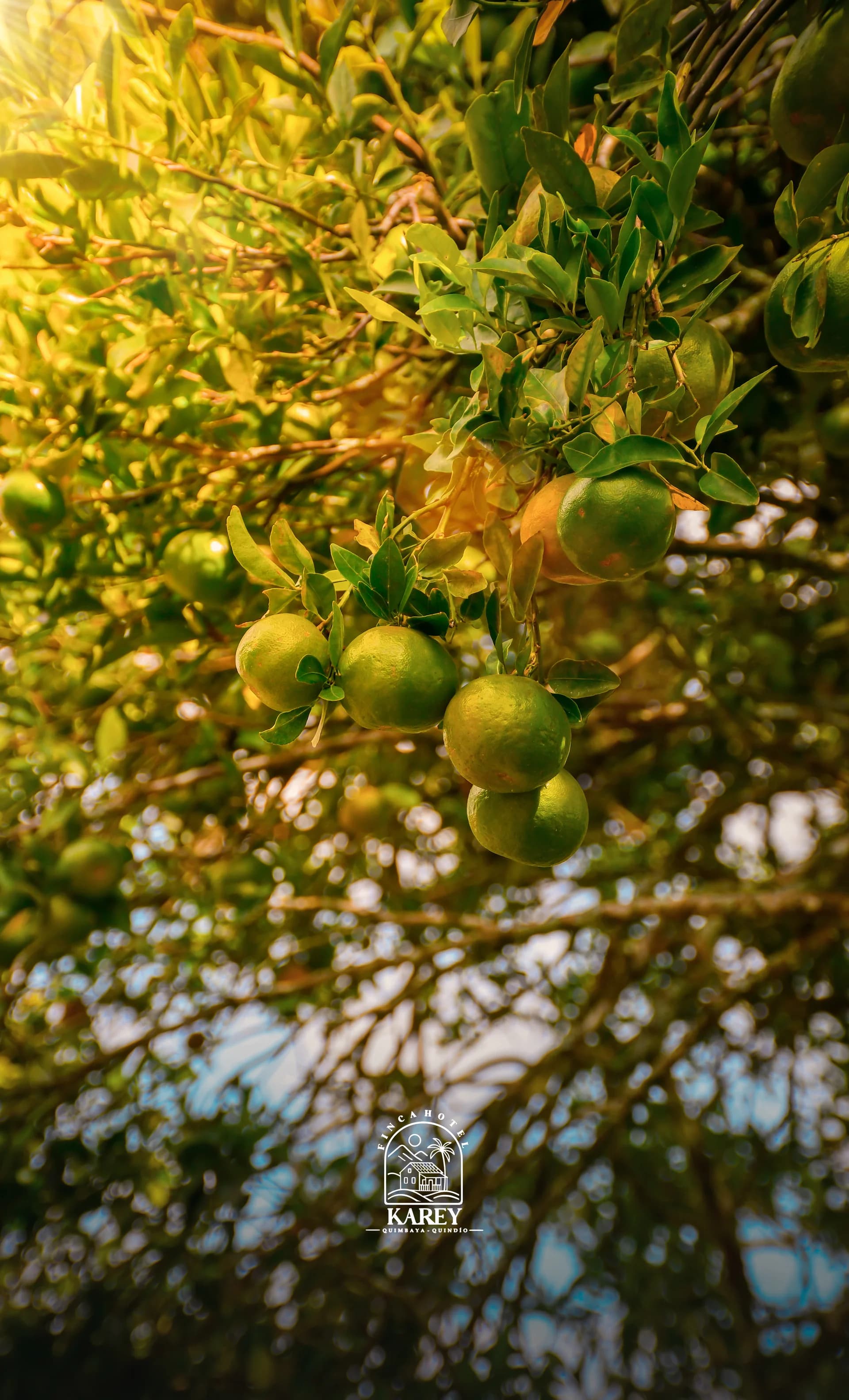 Finca Karey - Imagen 16
